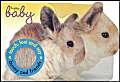 Imagen de archivo de Bunny and Friends: Touch and feel book a la venta por WorldofBooks