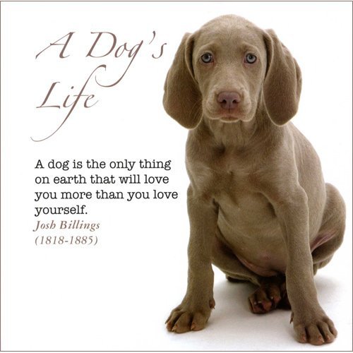 Stock image for A Dog's Life for sale by WorldofBooks