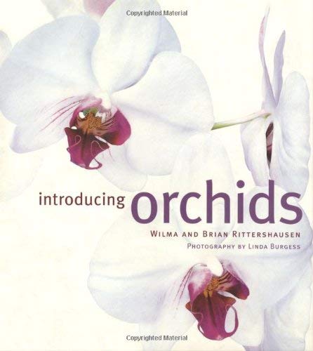 Beispielbild fr Introducing Orchids zum Verkauf von WorldofBooks