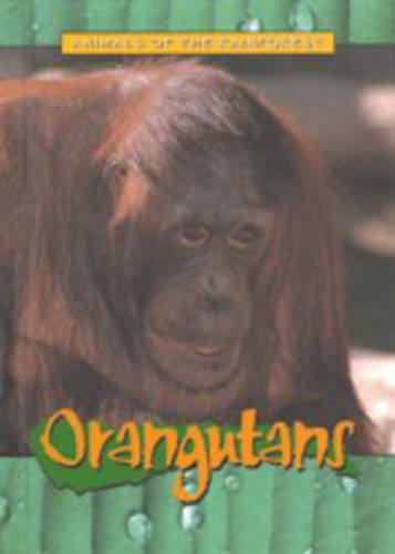 Orangutans (Animals of the Rainforest) (9781844210916) by Christy Steele