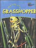 9781844433032: Raintree Perspectives: Life Cycles - the Life of a Grasshopper