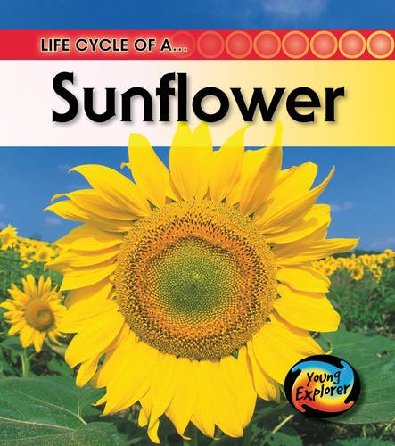 Stock image for Life of a Sunflower (Raintree Perspectives) (Life Cycles) for sale by WorldofBooks