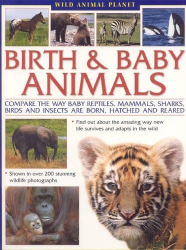 9781844765980: Wild Animal Planet: Birth and Baby Animals: Compare the way reptiles, mammals, sharks, birds and insects are born, find out about the amazing way new life survives and adapts in the wild