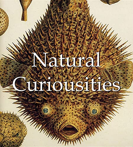 Stock image for Natural Curiosities (Mega Square) for sale by The Guru Bookshop