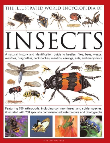 Beispielbild fr The Complete Illustrated World Encyclopedia of Insects: A natural history and identification guide to beetles, flies, bees wasps, springtails, . (The Complete Illustrated World Encyclopedia) zum Verkauf von WorldofBooks