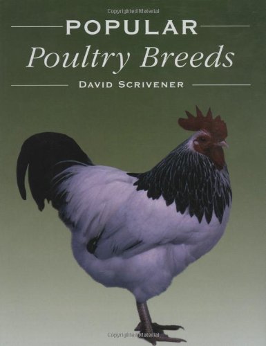 Stock image for Popular Poultry Breeds for sale by Front Cover Books