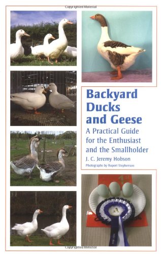 Beispielbild fr Backyard Ducks and Geese: A Practical Guide for the Enthusiast and the Smallholder zum Verkauf von WorldofBooks