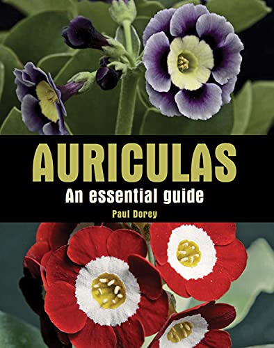 Beispielbild fr Auriculas: An Essential Guide zum Verkauf von WorldofBooks