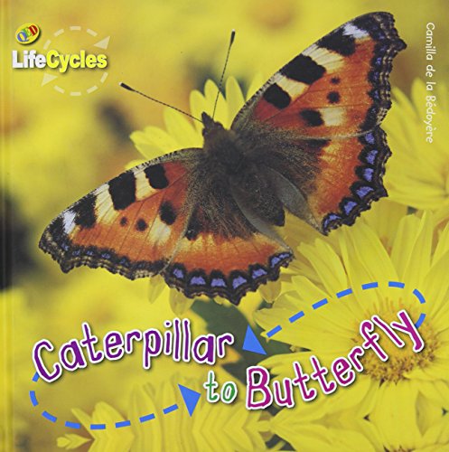 9781848351691: Lifecycles: Caterpillar to Butterfly