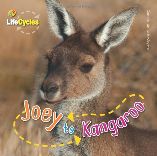Stock image for Joey to Kangaroo (Lifecycles) for sale by WorldofBooks