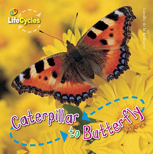 Stock image for Lifecycles: Caterpillar to Butterfly for sale by Newsboy Books