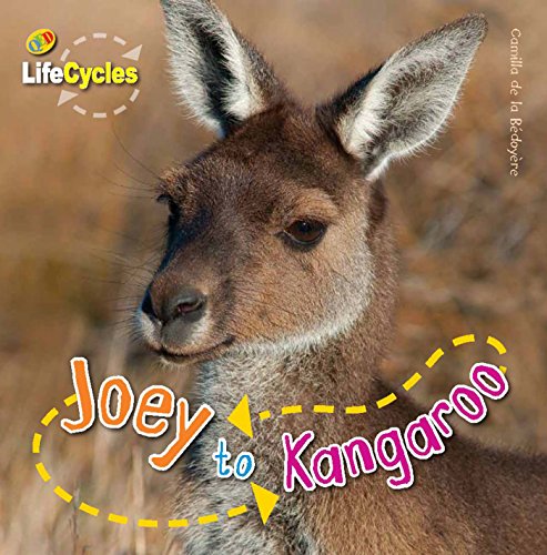 Stock image for Lifecycles: Joey to Kangaroo for sale by WorldofBooks