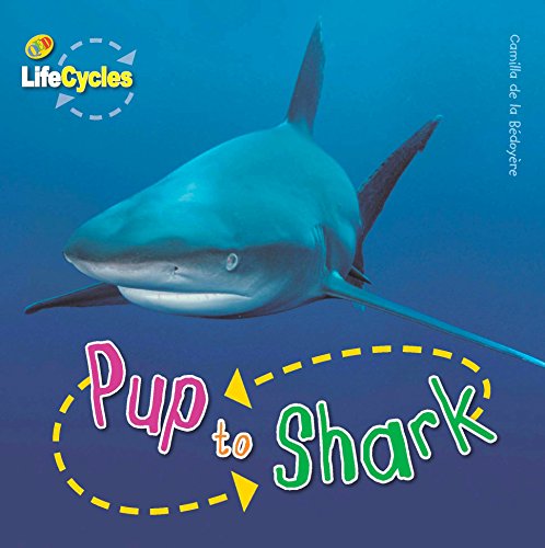 Beispielbild fr Pup to Shark (Lifecycles) zum Verkauf von WorldofBooks