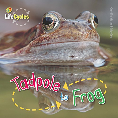 9781848352278: Lifecycles: Tadpole to Frog