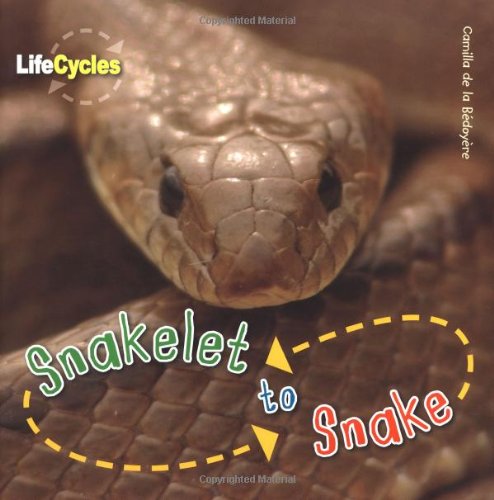 9781848355750: Life Cycles: Snakelet to Snake (12)