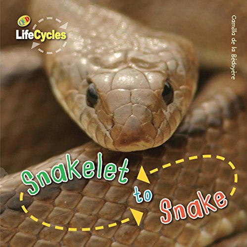 Beispielbild fr Life Cycles: Snakelet to Snake zum Verkauf von WorldofBooks