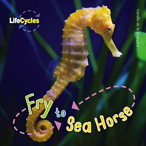 Beispielbild fr Life Cycles: Fry to Seahorse zum Verkauf von WorldofBooks