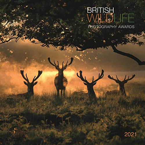 Beispielbild fr British Wildlife 2021 Calendar: British Wildlife Photography Awards 2021 Calendar zum Verkauf von Goldstone Books