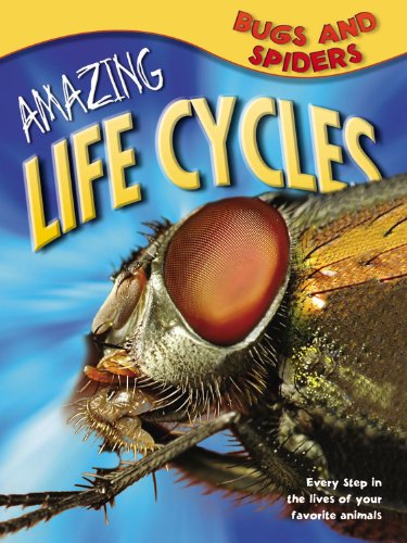 9781848988590: Amazing Life Cycles: Bugs and Spiders