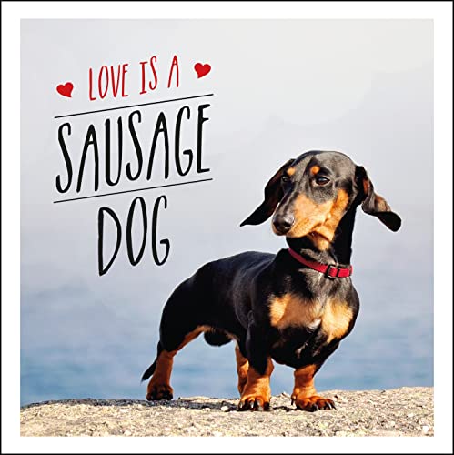 Beispielbild fr Love is a Sausage Dog: A Pup-Tastic Celebration of Dachshunds - The World's Cutest Dogs zum Verkauf von WorldofBooks