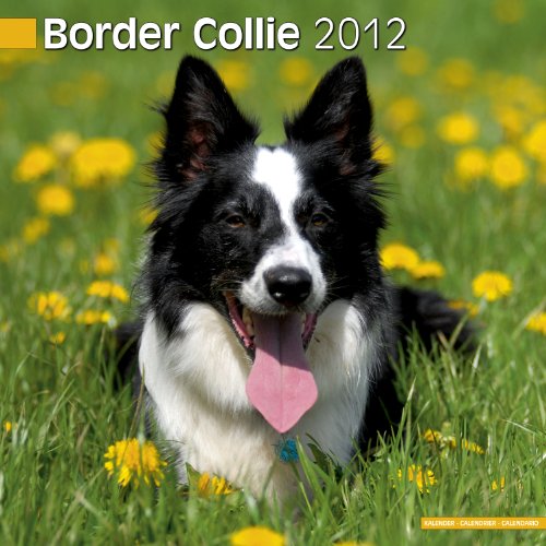 9781849812757: Border Collie Calendar 2012