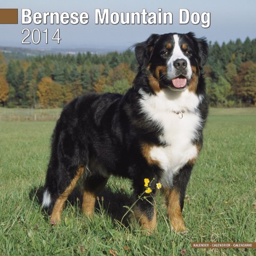 Bernese Mountain Dog 2013 Wall Calendar #10014-13 (9781849816014) by Pet Prints; Inc.