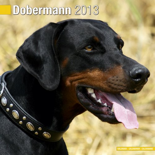 Dobermann (Euro) 2013 Wall Calendar #10035-13 (9781849816304) by Pet Prints; Inc.