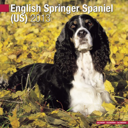 9781849816359: ENG SPRINGER SPANIEL (US) 2013 Wall Calendar