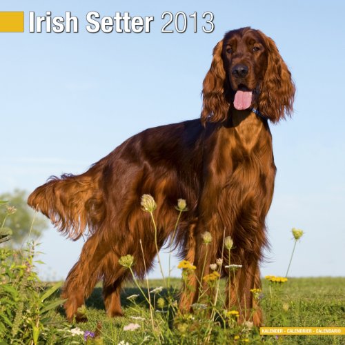 Irish Setter 2013 Wall Calendar #10046-13 (9781849816472) by Pet Prints; Inc.