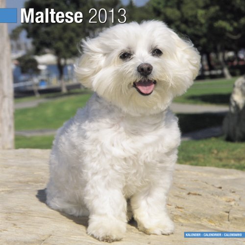 9781849816571: Maltese 2013