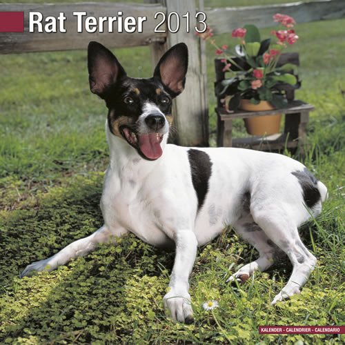 Rat Terrier 2013 Wall Calendar #30435-13 (9781849816731) by Pet Prints; Inc.