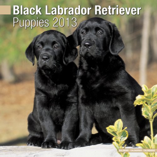 Black Labrador Puppies 2013 Wall Calendar #10200-13 (9781849816991) by Pet Prints; Inc.