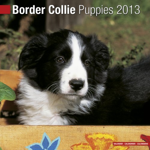 Border Collie Puppies 2013 Wall Calendar #10210-13 (9781849817004) by Pet Prints; Inc.