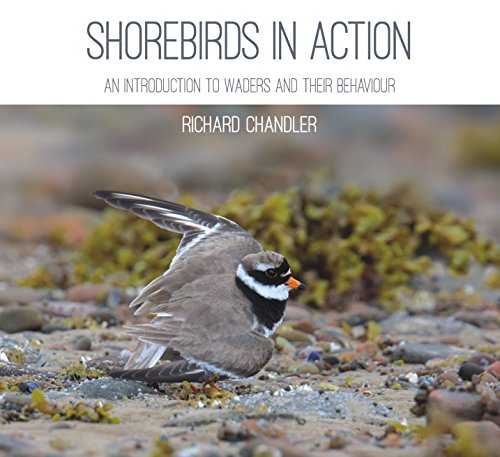 9781849953559: SHOREBIRDS IN ACTION: An Introduction to Waders and Their Behaviour