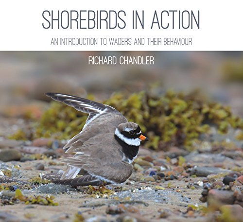 Stock image for Shorebirds in Action for sale by Michael Lyons