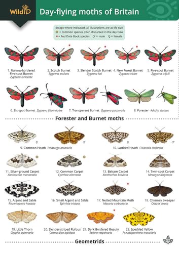 Beispielbild fr Guide to the Day-Flying Moths of Britain zum Verkauf von Blackwell's