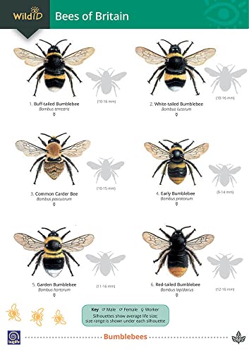 Beispielbild fr Guide to Bees of Britain zum Verkauf von Blackwell's