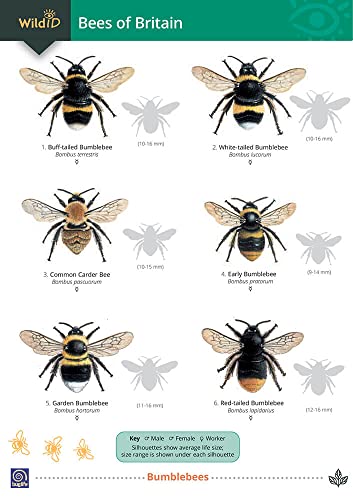 9781851532308: Field Studies Council Bees of Britain: Science Resource Booklet for Teachers (WildID)