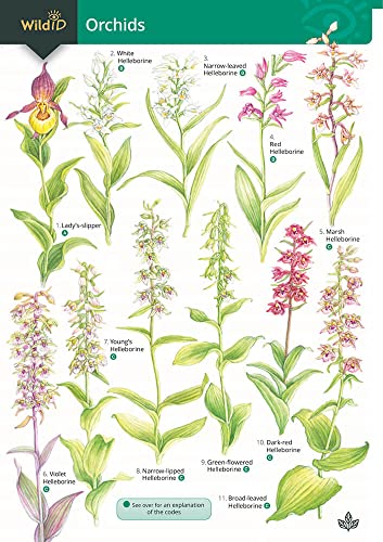 Beispielbild fr Orchids (WildID) zum Verkauf von WorldofBooks