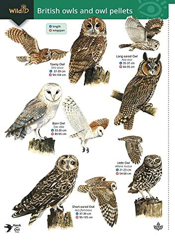 Stock image for Wildlife World British Owls and Owl Pellets Field Guide for sale by WorldofBooks