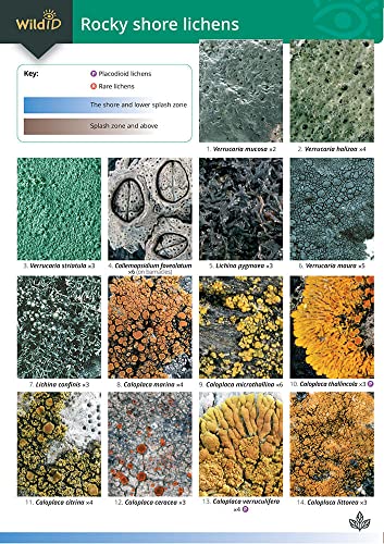 Imagen de archivo de Guide To Rocky Shore Lichens a la venta por GreatBookPrices