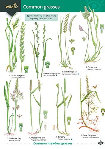 Beispielbild fr Guide to Common Grasses zum Verkauf von Smartbuy