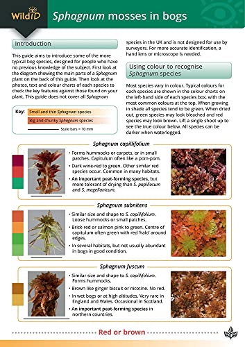 9781851532766: Field Guide to Sphagnum Mosses in Bogs