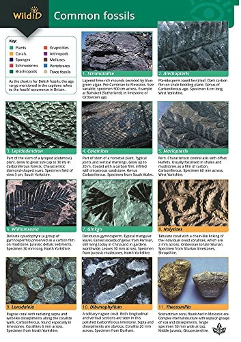 Stock image for Common Fossils (WildID) for sale by WorldofBooks