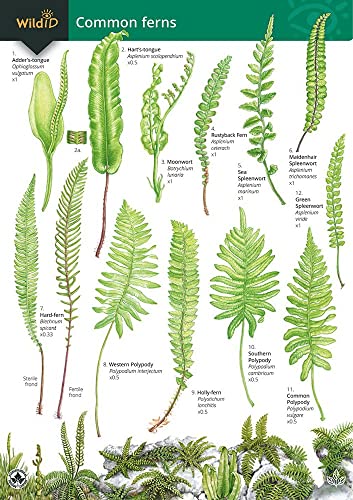Stock image for A Key to Common Ferns for sale by Blackwell's