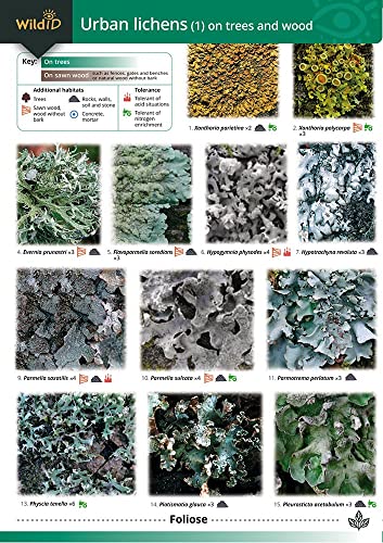 Beispielbild fr Guide to Common Urban Lichens. 1 (On Trees and Wood) zum Verkauf von Blackwell's