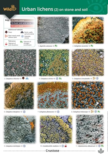 Beispielbild fr Guide to Common Urban Lichens. 2 (On Stone and Soil) zum Verkauf von Blackwell's