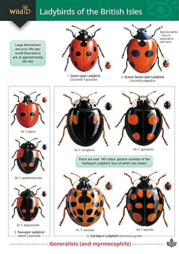 Stock image for Wildlife World Ladybirds Field Guide for sale by WorldofBooks