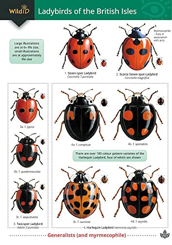 Stock image for Guide to Ladybirds of the British Isles for sale by Blackwell's