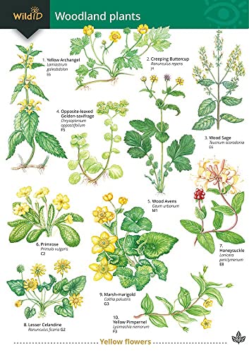 Stock image for Guide to Woodland Plants for sale by Blackwell's